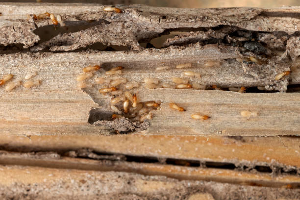 Best Ant Control Services  in Vaeboro, NC