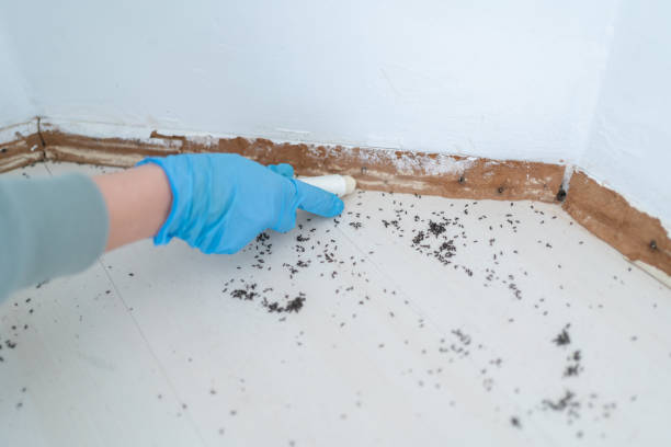Best Best Pest Control Companies  in Vaeboro, NC